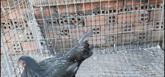 3 em mái nòi 2k3 siu mỹ. Mua bán Gà tại Huyện Bắc Tân Uyên Bình Dương được đăng bởi lê nguyên hình 1