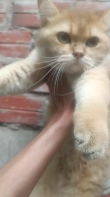 Mèo Golden NY11 đực 10 tháng. Mua bán Mèo tại Huyện Bình Chánh Tp Hồ Chí Minh được đăng bởi Nguyên hình 1