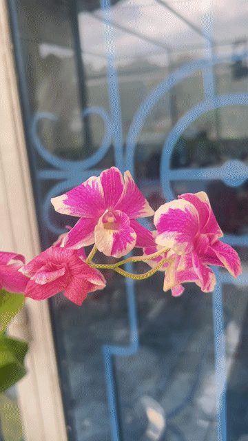 Hoa lan Saphia Maria Tím trắng đang nở hoa. Mua bán Cây cảnh, đồ trang trí tại Huyện Hóc Môn Tp Hồ Chí Minh được đăng bởi kiệt nguyễn sky canary shop HCM hình 1