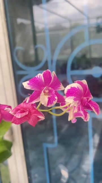 Hoa lan Saphia Maria Tím trắng đang nở hoa. Mua bán Cây cảnh, đồ trang trí tại Huyện Hóc Môn Tp Hồ Chí Minh được đăng bởi kiệt nguyễn sky canary shop HCM hình 1