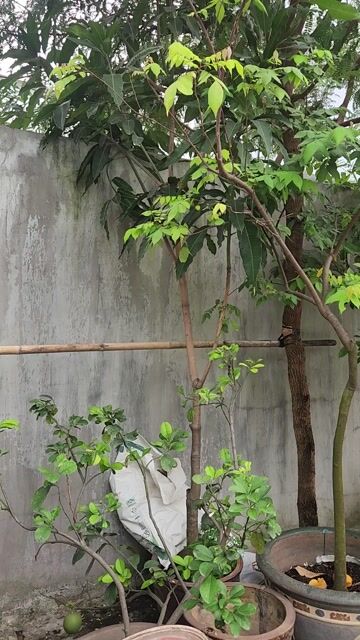 Cây Xoài❤️ Cát Hòa Lộc💚,thân to🧡. Mua bán Cây cảnh, đồ trang trí tại Huyện Hóc Môn Tp Hồ Chí Minh được đăng bởi Quốc Đạt hình 1