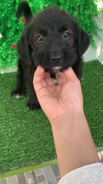 NHẬT + POODLE MẬP Ú SIÊU CƯNG. Mua bán Chó tại Huyện Hóc Môn Tp Hồ Chí Minh được đăng bởi Cún xinh nhà TaDa hình 1