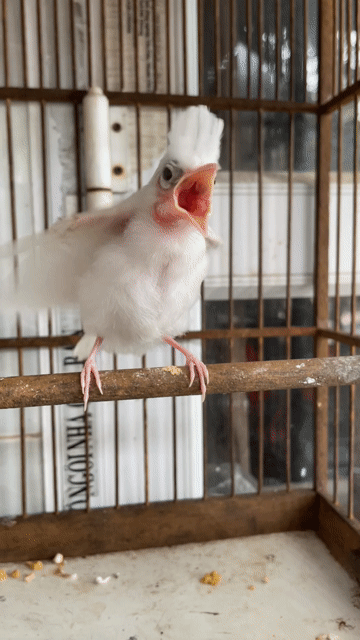 Chim chào mào bạch Trắng. Mua bán Chim tại Huyện Quỳnh Phụ Thái Bình được đăng bởi người lạ hình 1