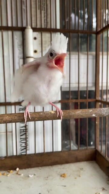 Chim chào mào bạch Trắng. Mua bán Chim tại Huyện Quỳnh Phụ Thái Bình được đăng bởi người lạ hình 1