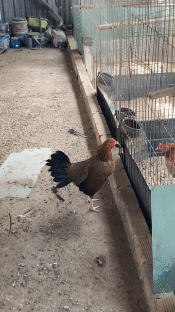 Gà mái giống nâu cái. Mua bán Gà tại Quận 12 Tp Hồ Chí Minh được đăng bởi Luân Farm hình 1