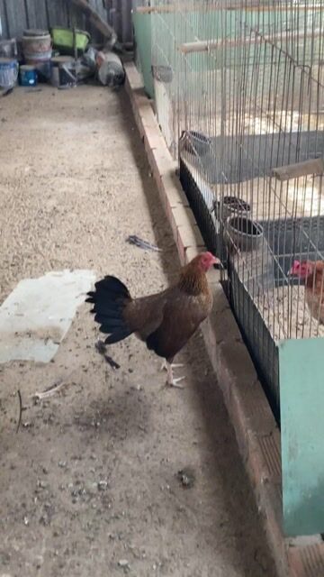 Gà mái giống nâu cái. Mua bán Gà tại Quận 12 Tp Hồ Chí Minh được đăng bởi Luân Farm hình 1