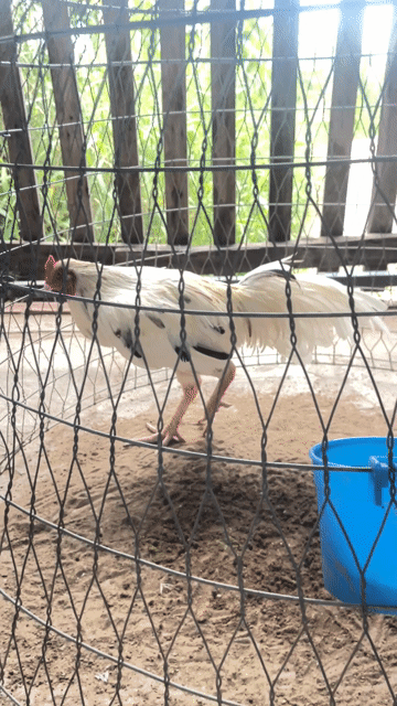 Bướm 2kg9. Mua bán Gà tại Huyện Long Hồ Vĩnh Long được đăng bởi Sang Nguyen hình 1
