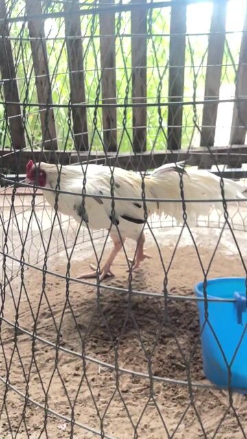 Bướm 2kg9. Mua bán Gà tại Huyện Long Hồ Vĩnh Long được đăng bởi Sang Nguyen hình 1