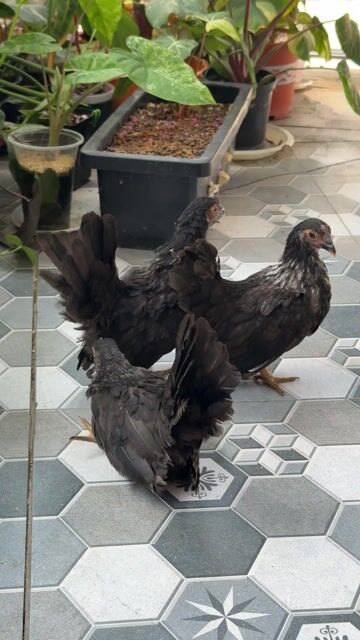 Gà Thái Chuối Mái 3 con. Mua bán Gà tại Thành phố Vĩnh Long Vĩnh Long được đăng bởi Thí Lê hình 1