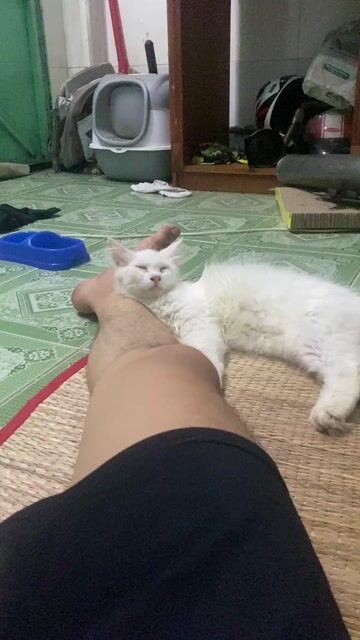 Mèo Anh Lông Dài Trắng 4 tháng. Mua bán Mèo tại Quận Gò Vấp Tp Hồ Chí Minh được đăng bởi Phúc Thịnh Tăng hình 1