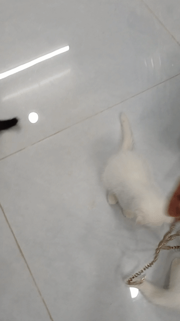 Mèo ALN tai cụp trắng 2 tháng. Mua bán Mèo tại Quận 6 Tp Hồ Chí Minh được đăng bởi BAO TRAN hình 1