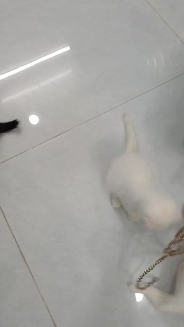 Mèo ALN tai cụp trắng 2 tháng. Mua bán Mèo tại Quận 6 Tp Hồ Chí Minh được đăng bởi BAO TRAN hình 1