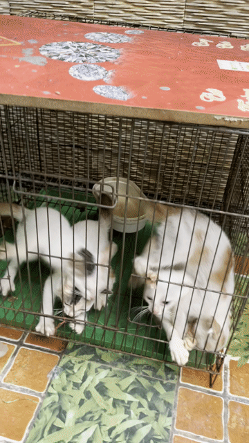 Mèo tam thể , mèo trắng và mèo vàng. Mua bán Mèo tại Quận 11 Tp Hồ Chí Minh được đăng bởi thu hình 1