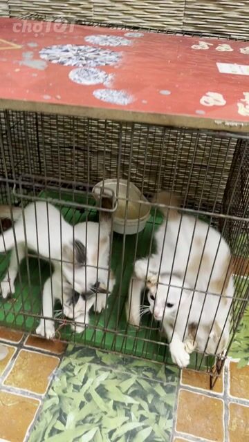 Mèo tam thể , mèo trắng và mèo vàng. Mua bán Mèo tại Quận 11 Tp Hồ Chí Minh được đăng bởi thu hình 1
