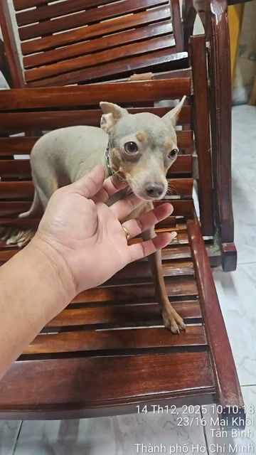 Dịch vụ phối giống chó Lilac. Mua bán Phụ kiện, Thức ăn, Dịch vụ tại Quận Tân Bình Tp Hồ Chí Minh được đăng bởi Huỳnh Văn Hưng hình 1