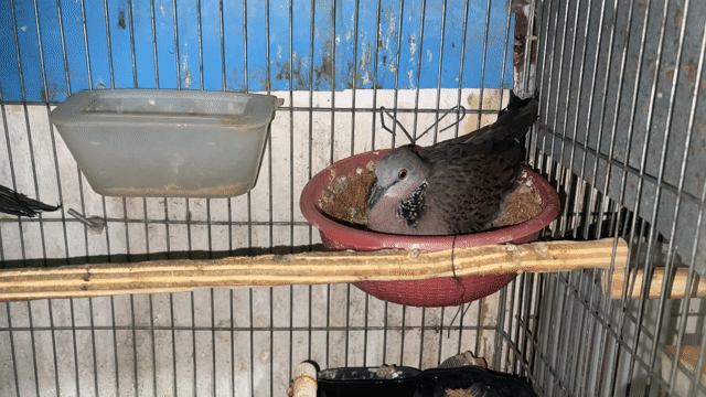 Chim Malai Cái màu Xám. Mua bán Chim tại Quận 10 Tp Hồ Chí Minh được đăng bởi Cu Gáy Thái  hình 1