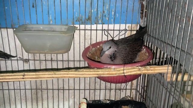 Chim Malai Cái màu Xám. Mua bán Chim tại Quận 10 Tp Hồ Chí Minh được đăng bởi Cu Gáy Thái  hình 1