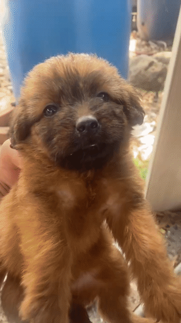 Chó cỏ lai Poodle màu Nâu, Đen. Mua bán Chó tại Thành phố Thủ Dầu Một Bình Dương được đăng bởi Vuong Le hình 1