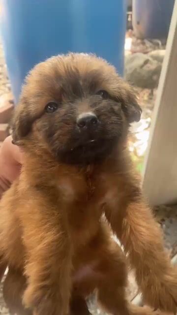 Chó cỏ lai Poodle màu Nâu, Đen. Mua bán Chó tại Thành phố Thủ Dầu Một Bình Dương được đăng bởi Vuong Le hình 1