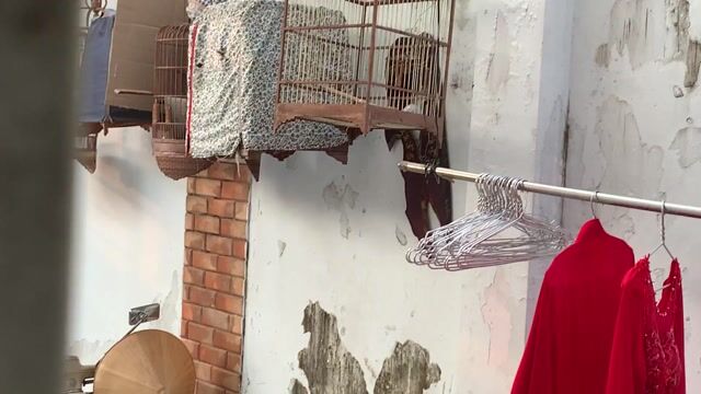 Cần ra đi 1 cặp choè than. Mua bán Chim tại Thành phố Biên Hòa Đồng Nai được đăng bởi Hoàng hình 1