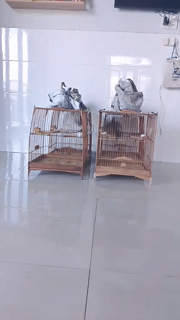 cần ra. Mua bán Phụ kiện, Thức ăn, Dịch vụ tại Quận Cẩm Lệ Đà Nẵng được đăng bởi để bán chim hình 1