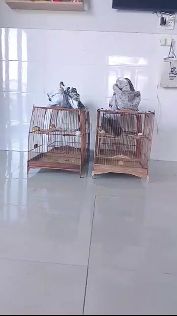 cần ra. Mua bán Phụ kiện, Thức ăn, Dịch vụ tại Quận Cẩm Lệ Đà Nẵng được đăng bởi để bán chim hình 1