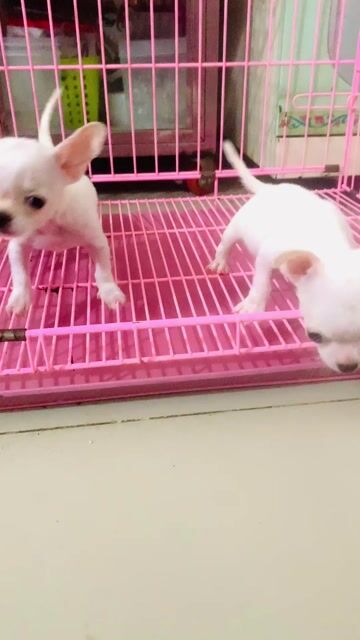 Chó Chihuahua cái mini. Mua bán Chó tại Quận 8 Tp Hồ Chí Minh được đăng bởi Nguyễn Mạnh  hình 1