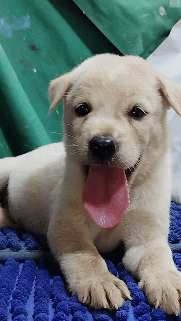 Chó Labrador f1 trắng dễ thương mến trẻ. Mua bán Chó tại Quận Bình Tân Tp Hồ Chí Minh được đăng bởi Nguyễn Hằng hình 1
