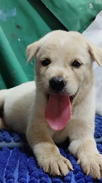 Chó Labrador f1 trắng dễ thương mến trẻ. Mua bán Chó tại Quận Bình Tân Tp Hồ Chí Minh được đăng bởi Nguyễn Hằng hình 1