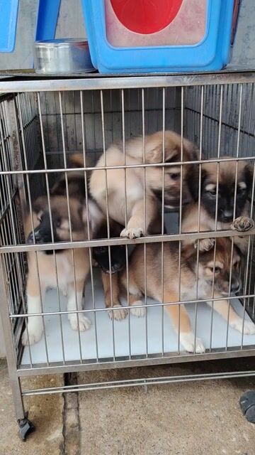 Chó con 3 tháng tuổi. Mua bán Chó tại Quận Tân Bình Tp Hồ Chí Minh được đăng bởi Lê Nguyễn Hân hình 1