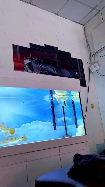 Cá ngân abino 4x Khỏe mạnh. Mua bán Thú cưng khác tại Quận Bình Tân Tp Hồ Chí Minh được đăng bởi Bình hình 1