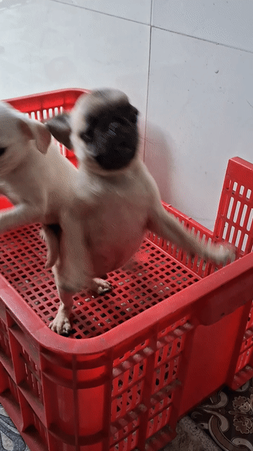 Chó Pug Thuần chủng 3 tháng đã tiêm. Mua bán Chó tại Thành phố Biên Hòa Đồng Nai được đăng bởi Ngọc Hoàng hình 1