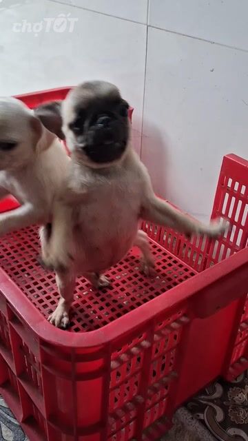 Chó Pug Thuần chủng 3 tháng đã tiêm. Mua bán Chó tại Thành phố Biên Hòa Đồng Nai được đăng bởi Ngọc Hoàng hình 1