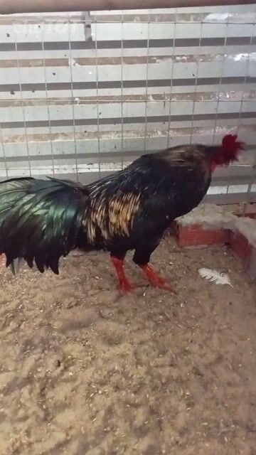 Gà chọi Đen 3kg. Mua bán Gà tại Huyện Mỏ Cày Bắc Bến Tre được đăng bởi Thanh hung hình 1