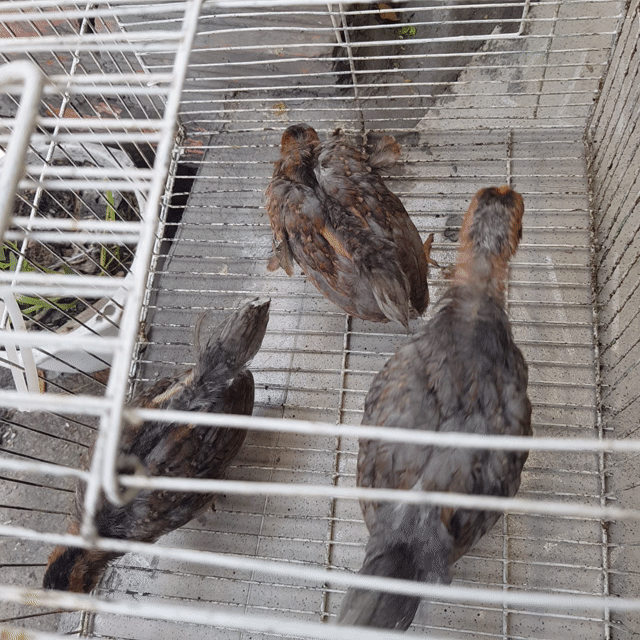 3 gaw tre Việt lai tre Bắc mini xám lửa ,2 tháng . Mua bán Gà tại Quận Tân Bình Tp Hồ Chí Minh được đăng bởi xuyến nguyễn hình 1
