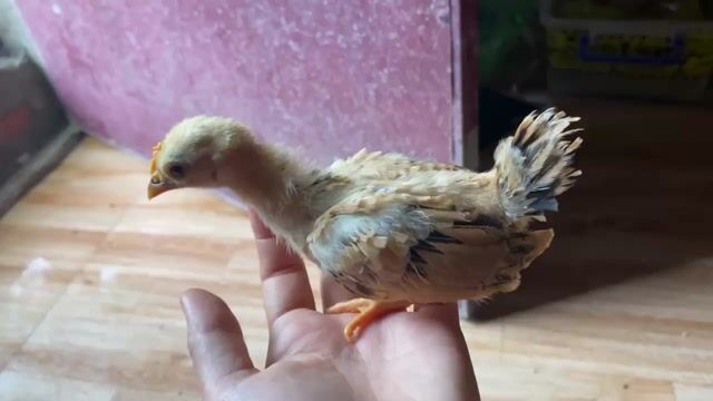 5c tre bắc 2 tháng và hơn 1 tháng cần bay. Mua bán Gà tại Huyện Tam Bình Vĩnh Long được đăng bởi Giau Truong hình 1