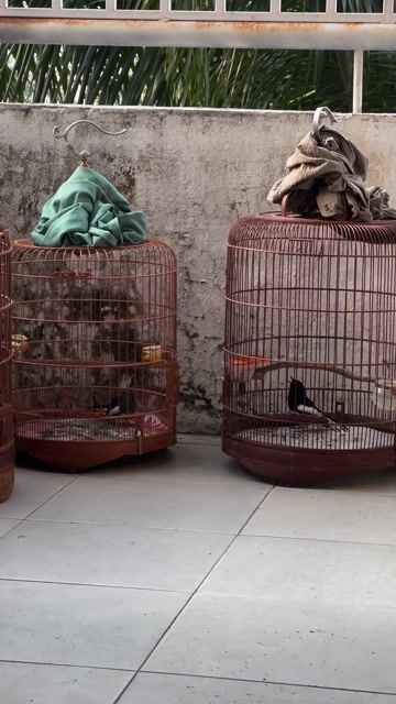 Chim và lồng choè than hót xoè hót cả ngày. Mua bán Chim tại Quận Sơn Trà Đà Nẵng được đăng bởi Thanh hưng hình 1