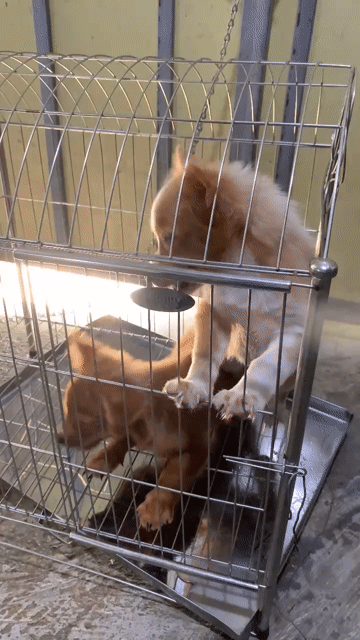 Chó lai nâu vàng (trắng). Mua bán Chó tại Huyện Giao Thủy Nam Định được đăng bởi tu leminh hình 1