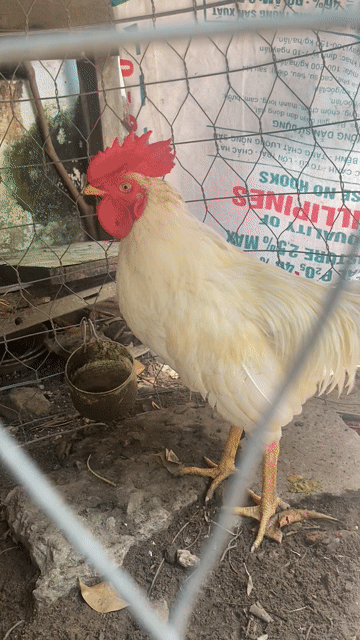 Gà nòi trống 2.4kg màu Trắng. Mua bán Gà tại Thành phố Trà Vinh Trà Vinh được đăng bởi đức hình 1