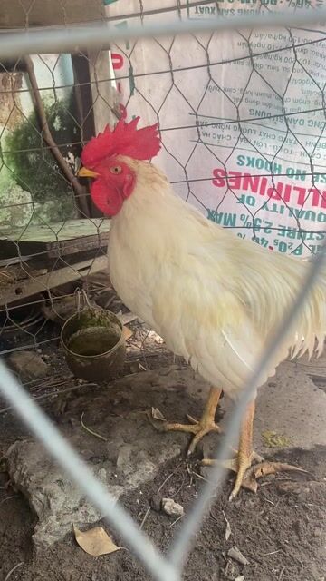Gà nòi trống 2.4kg màu Trắng. Mua bán Gà tại Thành phố Trà Vinh Trà Vinh được đăng bởi đức hình 1