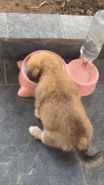 Chó con màu Nâu. Mua bán Chó tại Huyện Kiến Xương Thái Bình được đăng bởi Nguyen Chuong hình 1