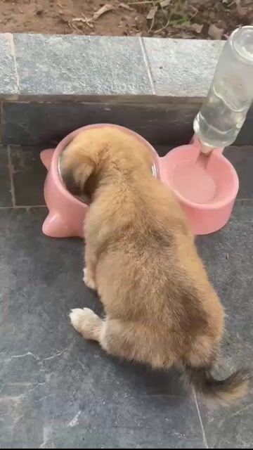 Chó con màu Nâu. Mua bán Chó tại Huyện Kiến Xương Thái Bình được đăng bởi Nguyen Chuong hình 1