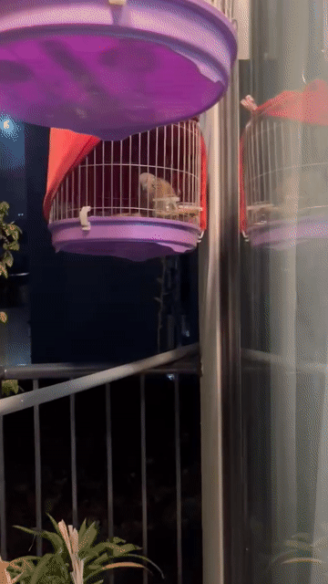 Chim cu gáy mái siêng gáy. Mua bán Chim tại Huyện Thanh Trì Hà Nội được đăng bởi Le Hoan hình 1