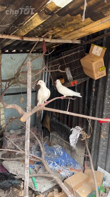 Bồ câu Trắng 3 tháng tuổi. Mua bán Chim tại Huyện Bình Chánh Tp Hồ Chí Minh được đăng bởi A Tây hình 1
