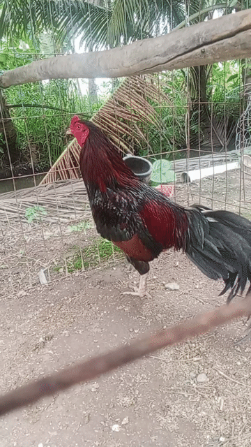 ga diu mat 2k7. Mua bán Gà tại Huyện Càng Long Trà Vinh được đăng bởi huynh long hình 1