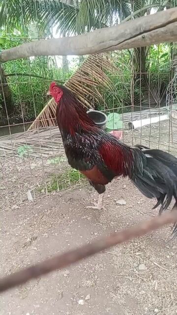 ga diu mat 2k7. Mua bán Gà tại Huyện Càng Long Trà Vinh được đăng bởi huynh long hình 1