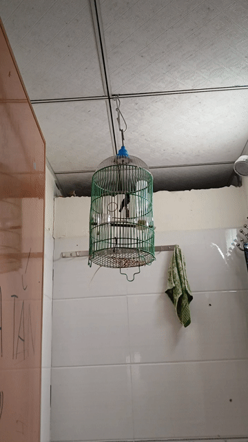 Chim hút mật 7 màu 2 mùa. Mua bán Chim tại Thành phố Biên Hòa Đồng Nai được đăng bởi Nguyễn Văn Tới hình 1