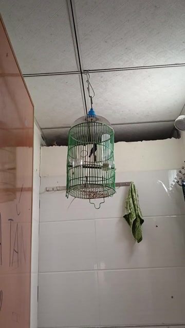 Chim hút mật 7 màu 2 mùa. Mua bán Chim tại Thành phố Biên Hòa Đồng Nai được đăng bởi Nguyễn Văn Tới hình 1