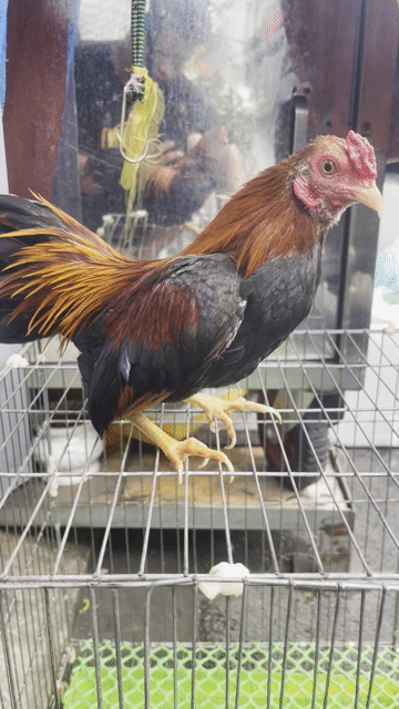 Gà tre trống 400gr chân lùn. Mua bán Gà tại Quận Phú Nhuận Tp Hồ Chí Minh được đăng bởi phúc hình 1