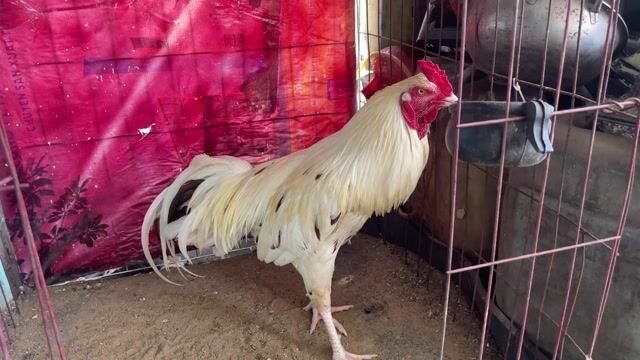 Gà 3.2kg hang bao zin. Mua bán Gà tại Huyện Mỏ Cày Nam Bến Tre được đăng bởi Hưng bui  hình 1